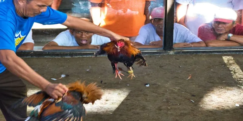 Đá gà 88VV